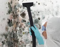 Best Mold Damage Restoration  in Ashland, WI